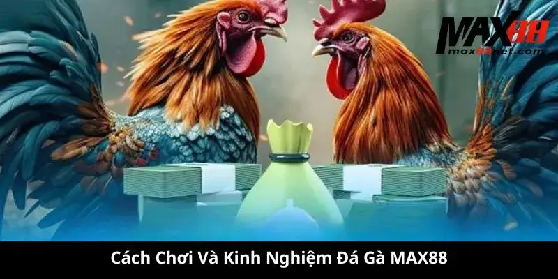 Cách Chơi Và Kinh Nghiệm Đá Gà MAX88