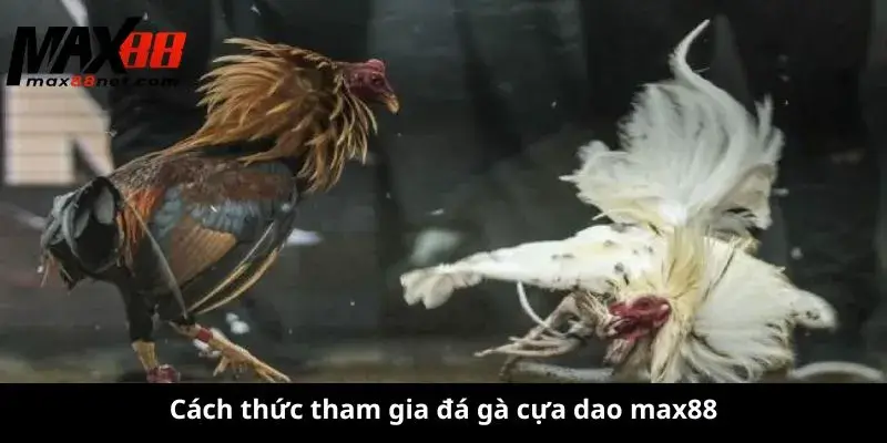 Đá Gà Cựa Dao – Kịch Tính, Hấp Dẫn & Những Điều Cần Biết 2 Cách thức tham gia đá gà cựa dao max88