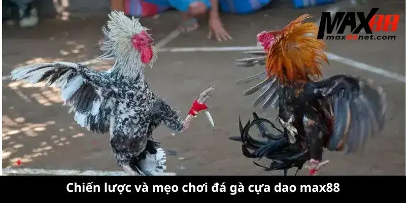 Đá Gà Cựa Dao – Kịch Tính, Hấp Dẫn & Những Điều Cần Biết 3 Chiến lược và mẹo chơi đá gà cựa dao max88