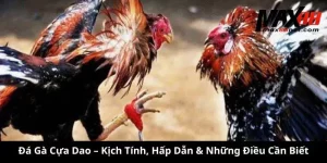 Đá Gà Cựa Dao – Kịch Tính, Hấp Dẫn & Những Điều Cần Biết