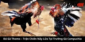 Đá Gà Thomo – Trận Chiến Nảy Lửa Tại Trường Gà Campuchia