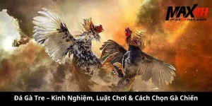 Đá Gà Tre MAX88 – Kinh Nghiệm, Luật Chơi, Cách Chọn Gà Chiến