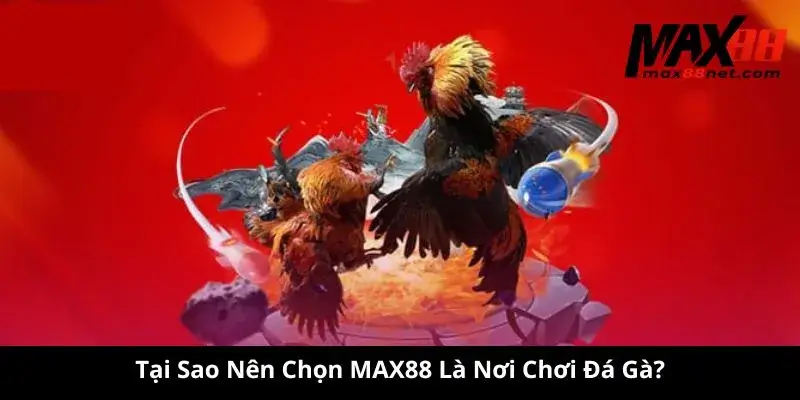 Tại Sao Nên Chọn MAX88 Là Nơi Chơi Đá Gà?